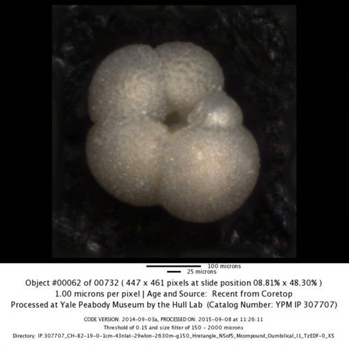 undet. Foraminiferida