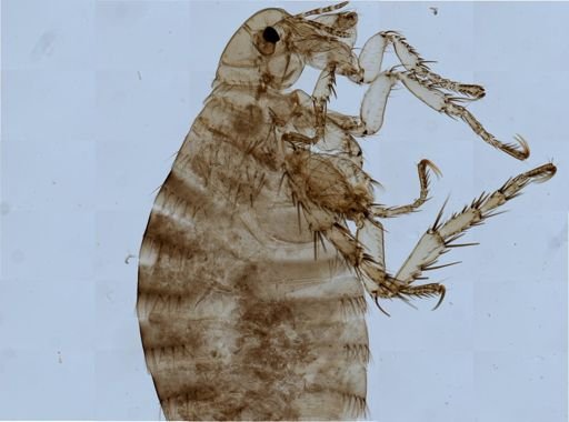 Pulex irritans
