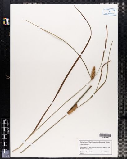 Carex vesicaria