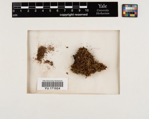 Plantae