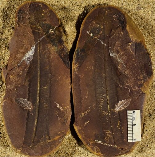 Pecopteris sp.
