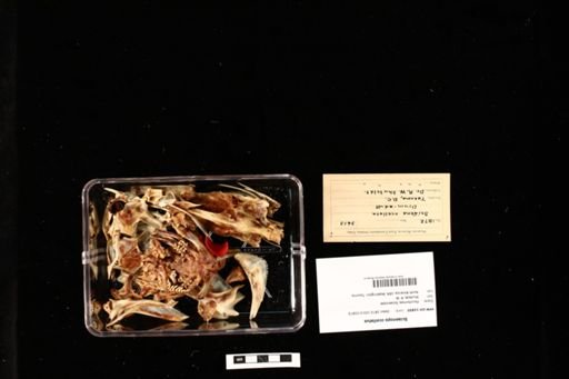 Sciaenops ocellatus