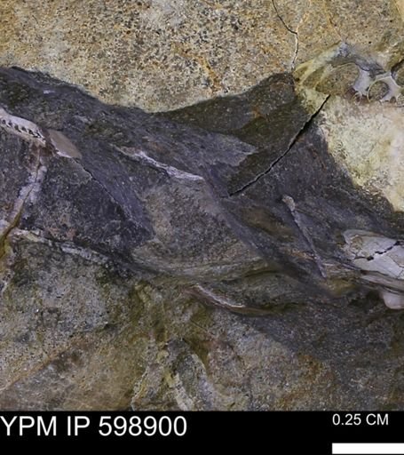 undet. Mollusca