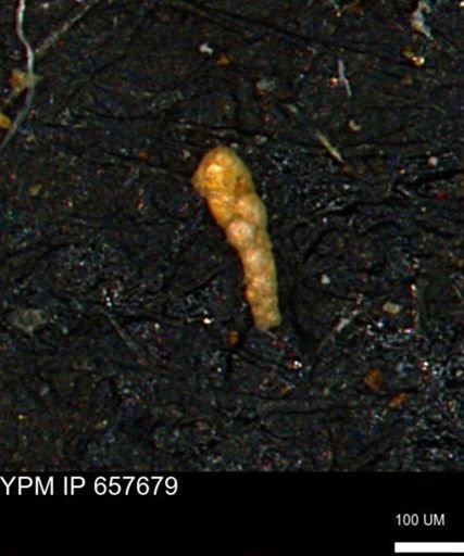 Verneuilinoides kansasensis