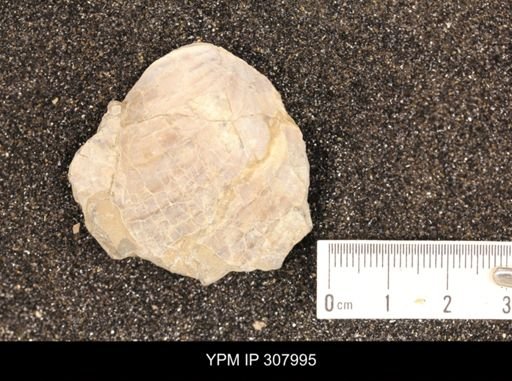 Inoceramus?