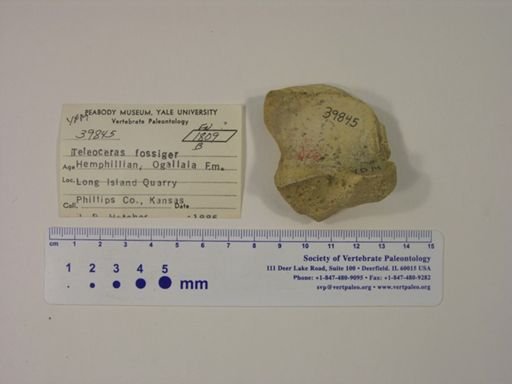 Teleoceras fossiger