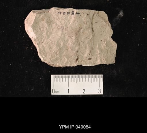 Hexapoda