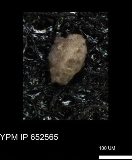 undet. Foraminiferida