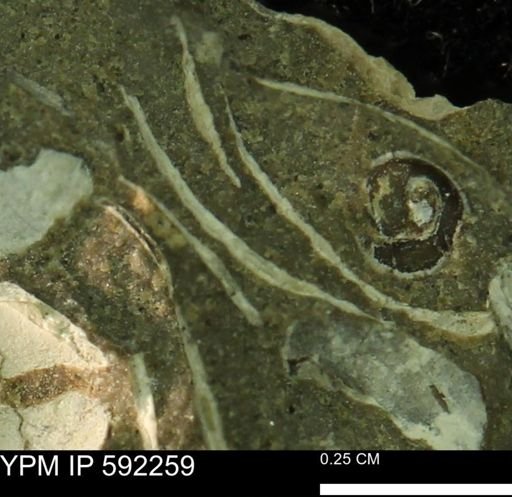 undet. Bivalvia
