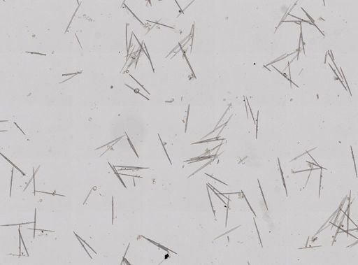 Halichondria bowerbanki