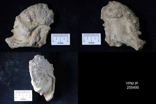 Pacifastacus chenoderma