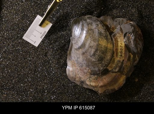 Inoceramus sp.