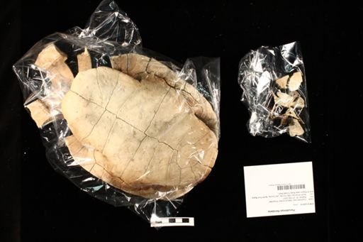 Pseudemys floridana