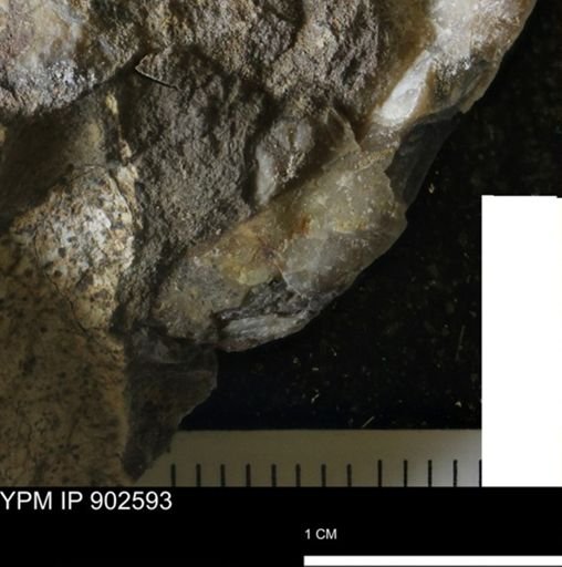 undet. Bivalvia