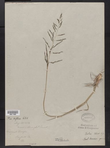 Poa palustris