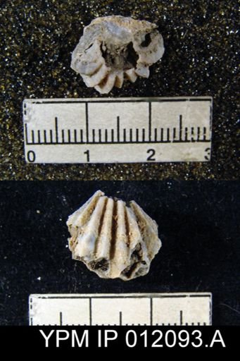 Hustedia meekana