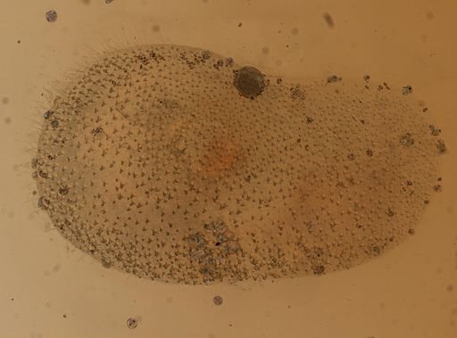 Gattyana armondseni