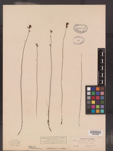 Utricularia cornuta