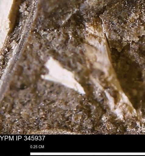 undet. Mollusca