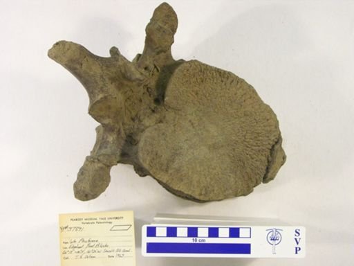 Mammuthus primigenius