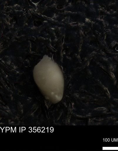 undet. Foraminiferida