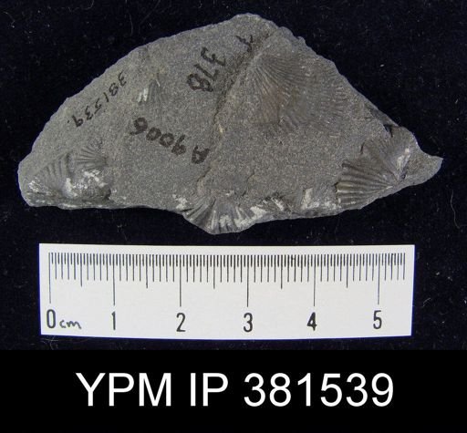 Tylothyris sp.