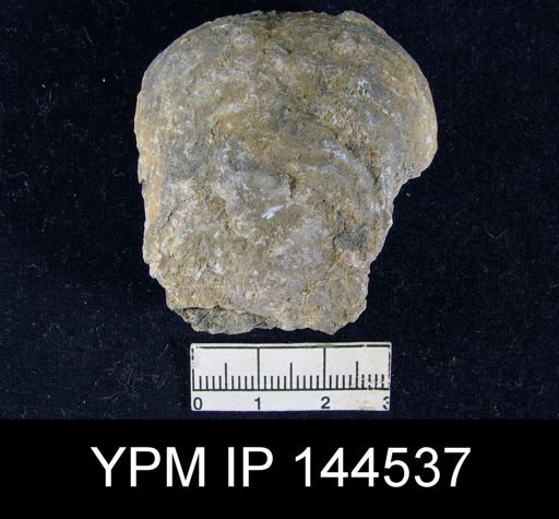 Aulosteges medlicottianus