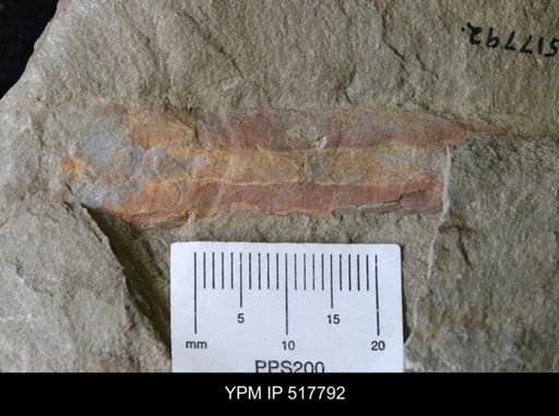 undet. Nautiloidea