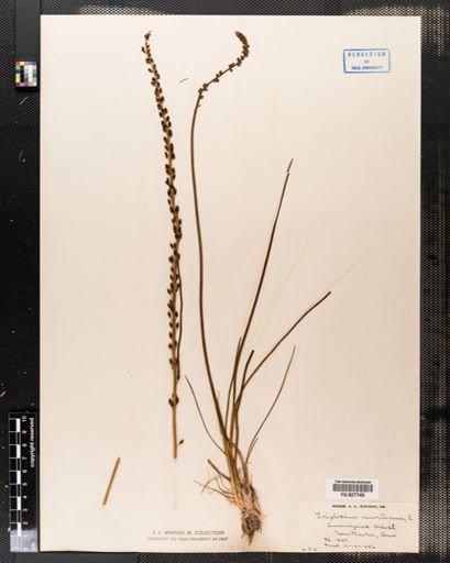 Triglochin maritima