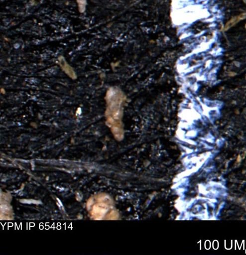 Verneuilinoides kansasensis