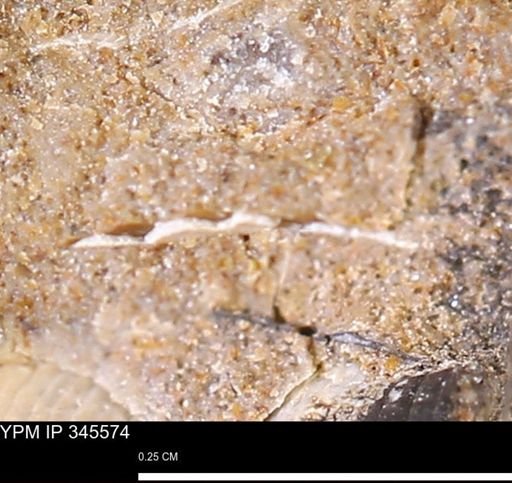 undet. Mollusca