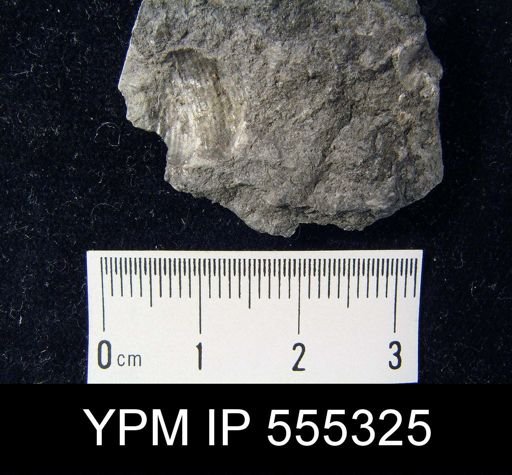 Marginifera splendens
