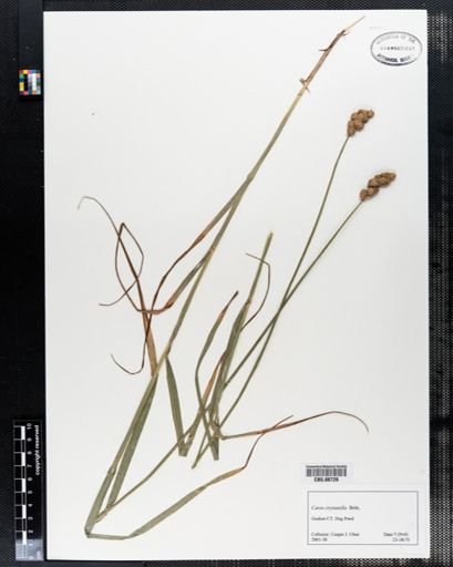 Carex cristatella