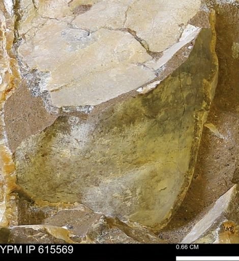 Inoceramus sp.