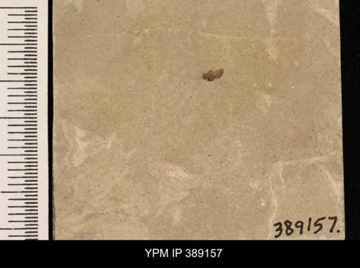 undet. Hexapoda