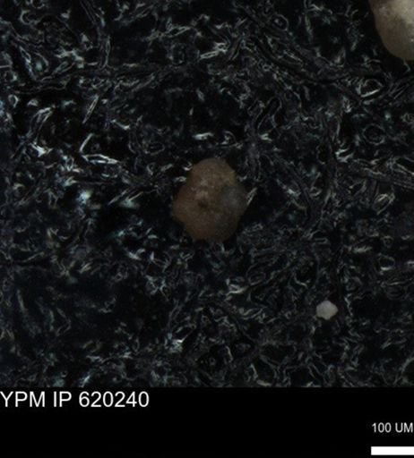 undet. Foraminiferida