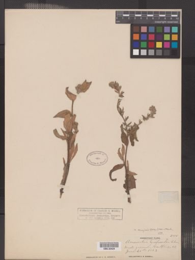 Amsinckia barbata