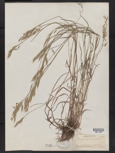 Bromus commutatus