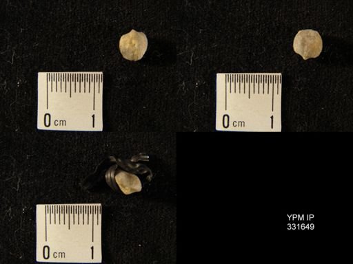 undet. Dalmanelloidea