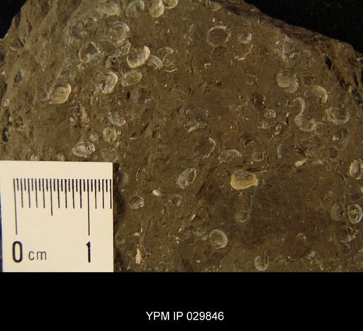 undet. Cyzicoidea