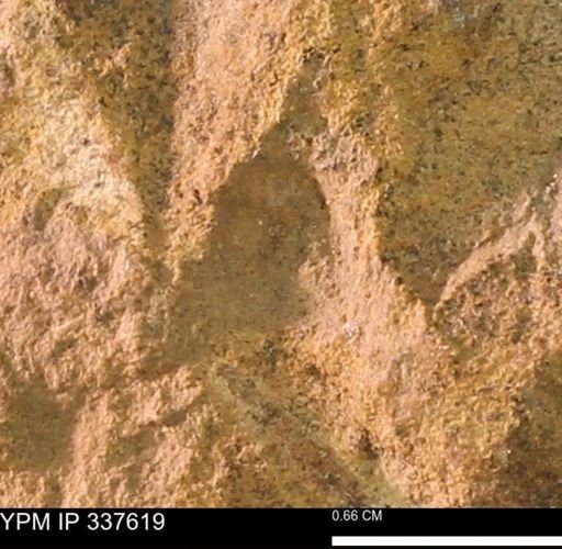 undet. Mollusca