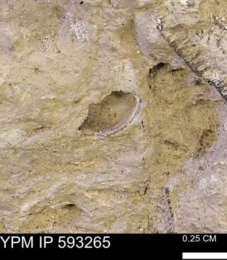 undet. Bivalvia
