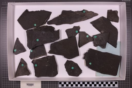 mixed taxa, stratigraphic collection
