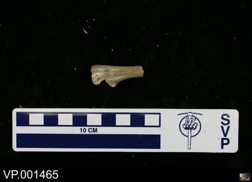 Baptornis advenus