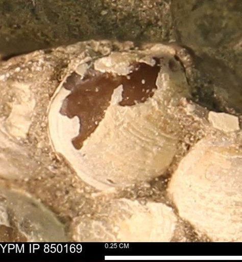 Ammonoidea