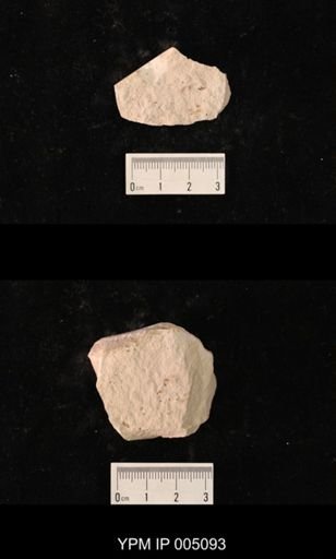 Psocidium