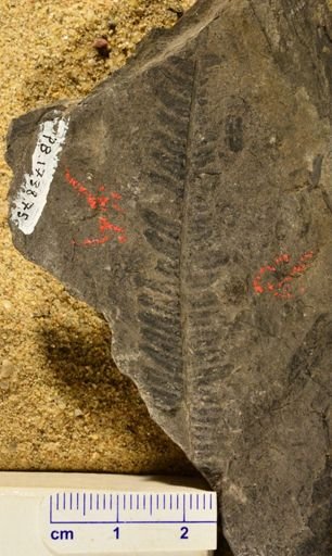 Pecopteris sp.