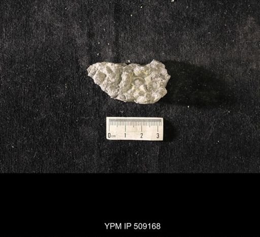 Sowerbyella sp.