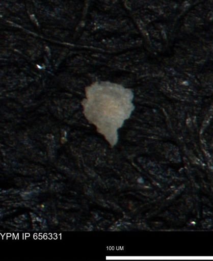 Coccolthiophyceae