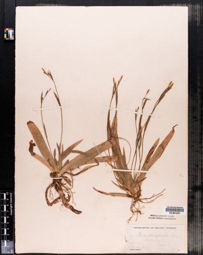 Carex platyphylla